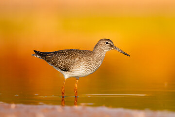 Wall Mural - Shorebird - Redshank Tringa totanus on summer time warm light, migratory bird Poland Europe