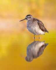 Wall Mural - shorebirds - wood sandpiper tringa glareola, wildlife poland europe summer time migratory bird