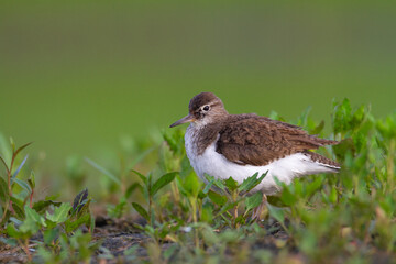 Wall Mural - Bird Common Sandpiper Actitis hypoleucos small migratory bird, summer time Poland Europe