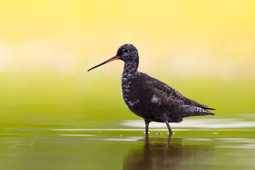 Wall Mural - shorebirds - spotted redshank tringa erythropus, wildlife poland europe summer time migratory bird
