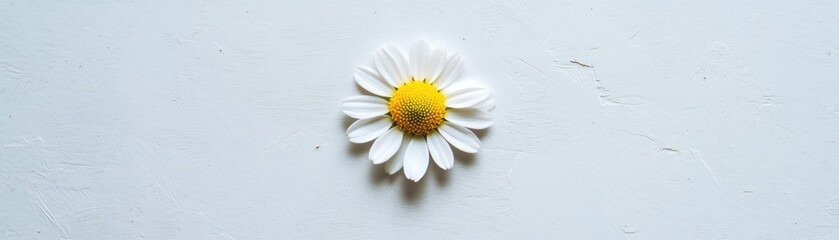 Sticker - Single Daisy Flower on White Textured Background