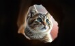 © Global Perspectives - Beautiful cat looking out from a paper hole cute kitty portrait wall art poster print design for home decor 4k wallpaper and background for computer 4k wallpaper background abstract wallpaper modern d
