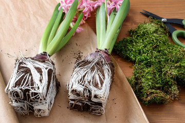 Wall Mural - Roots of pink hyacinths after being removed from the temporary pots in which they are sold in the store.