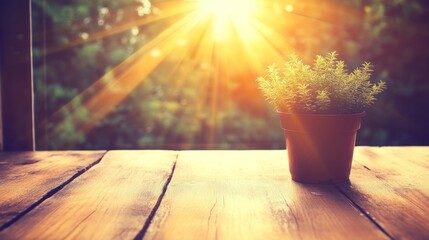 Poster - Sunlit Plant In Pot On Wooden Table Outdoors