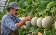 © Sawitree88 - Plant researchers are examining the development of cantaloupe