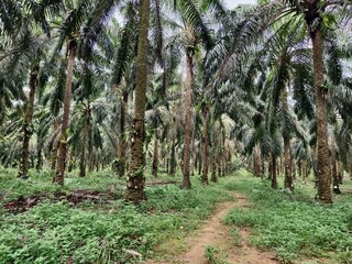 Wall Mural - old oil palm plantation in Kalimantan