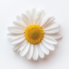 Poster - A solitary daisy on a clear background, created using  modern