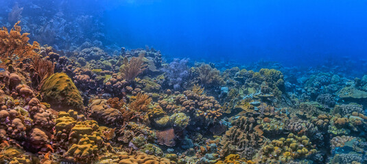 Wall Mural - Caribbean coral garden, Bonaire