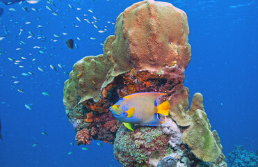 Wall Mural - queen angelfish ,Holacanthus ciliaris off coast of Bonaire