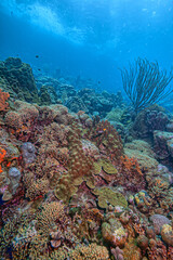 Wall Mural - Caribbean coral garden, Bonaire