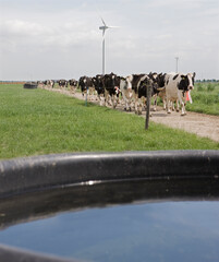 Wall Mural - Dairy cattle breeding in the Netherlands. Cows walking towards the farm stable. Wind turbines in the background. Flevopolder