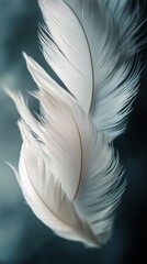 Canvas Print - Soft white feathers floating gracefully against a muted blue background