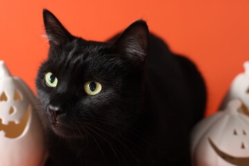 Wall Mural - Cute black cat and pumpkin shaped Halloween decor on orange background, closeup. Adorable pet