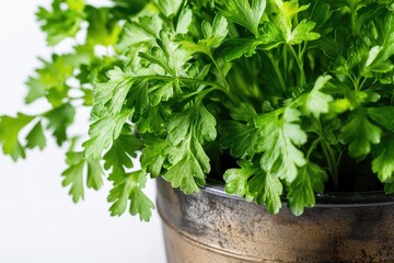 Poster - A close-up shot of a plant growing in a pot, with soil and roots visible