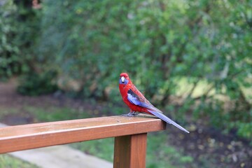 Sticker - Crimson Rosella on Wooden Railing