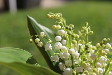 Wall Mural - Lily of the Valley Close-Up