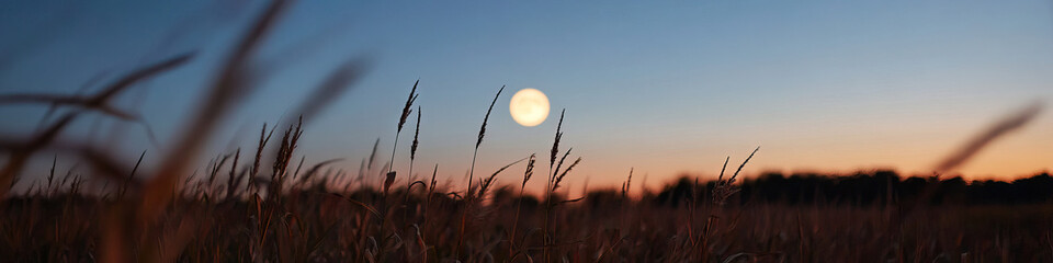 Wall Mural - Full Moon over Grassland at Sunset