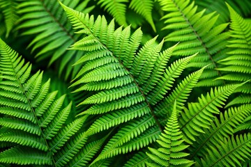 Canvas Print - Intricate green fern fronds close-up flower wallpaper concept