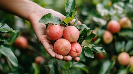 A person is holding a bunch of red apples