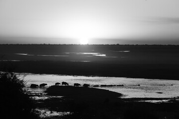 Wall Mural - Mono Cape buffalo herd crossing sunset river