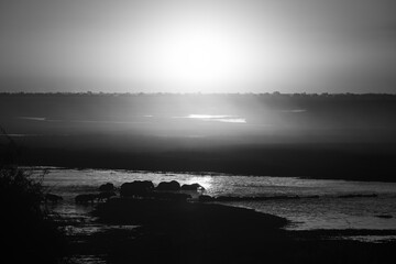 Wall Mural - Mono Cape buffalo herd crosses sundown floodplain