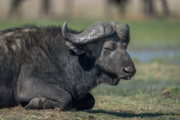 Wall Mural - Close-up of male Cape buffalo lying down