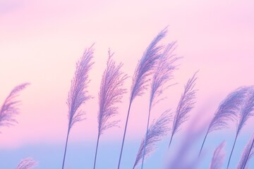 Wall Mural - Pastel sunset pampas grass field nature serenity