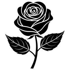 black rose isolated on white
