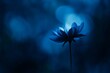 © ANZ studio - Night Bloom Blue flower glowing, dark forest bokeh, serene nature photography