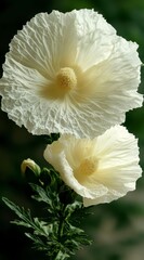 Wall Mural - Close up of two pale cream colored flowers, ruffled petals, prominent center, dark green background, delicate flower, soft light, natural light