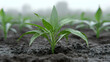 © Mikhail - The image shows a close-up of a young plant with dew drops on its leaves.