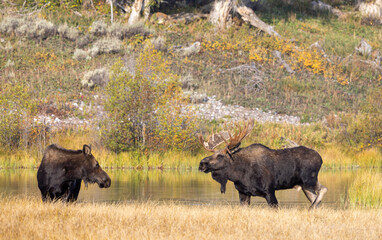 Wall Mural - Bull and Cow Moose Rutting in Autumn in Grand Teton National Park Wyoming