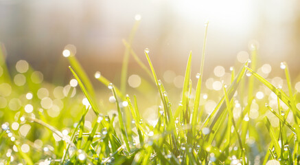 Wall Mural - Green grass with morning dew at sunrise. Macro image. Beautiful summer nature background