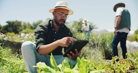 Wall Mural - Farming, man and vegetables with tablet for inspection, agriculture and information for harvesting. Countryside, workers and farmer with digital for product research, sustainability and quality check
