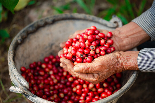 Close up hand harvest red ripe coffee seed robusta arabica berry harvesting coffee farm. Hand people harvest coffee bean ripe Red berries plant fresh seed coffee tree growth in green eco organic farm