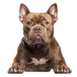 © Manganese - American Bully Dog Breed Lying Down, Studio Shot.