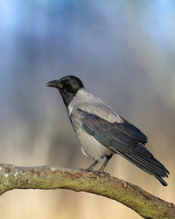 Wall Mural - Bird - Hooded crow Corvus cornix in autumn meadow Poland Europe