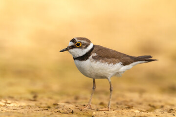 Wall Mural - Shorebird Charadrius dubius, Little Ringed Plover on blurred background summer time Poland Europe