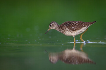 Wall Mural - shorebirds - wood sandpiper tringa glareola, wildlife poland europe summer time migratory bird
