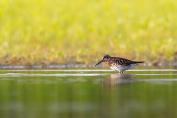 Wall Mural - shorebird broad-billed sandpiper limicola falcinellus, calidris falcinellus bird with long beak, sta