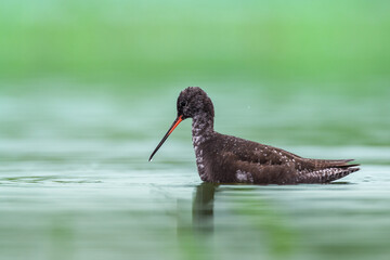 Wall Mural - shorebirds - spotted redshank tringa erythropus, wildlife poland europe summer time migratory bird