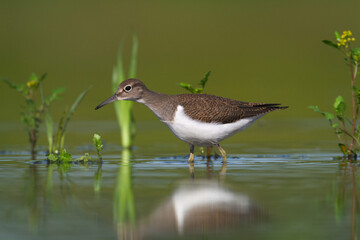 Wall Mural - bird common sandpiper actitis hypoleucos small migratory bird, summer time poland europe