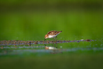 Wall Mural - Bird Calidris minuta Little Stint small migratory bird north part of Poland Europe summer time two birds on the mud	