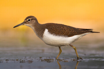 Wall Mural - bird common sandpiper actitis hypoleucos small migratory bird, summer time poland europe