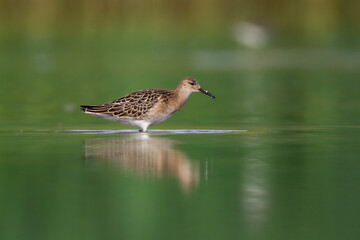 Wall Mural - shorebird - philomachus pugnax, ruff on summer time, migratory bird poland europe