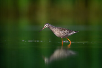 Wall Mural - shorebirds - juvenile spotted redshank tringa erythropus, wildlife poland europe summer time migrato