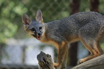 Playful Gray Fox Kit: A young gray fox stands alert on a log, its expression curious and lively, embodying the essence of youthful wilderness.
