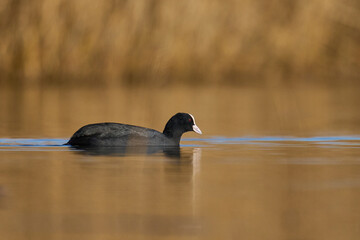 Wall Mural - Eurasian coot (Fulica atra) swimming on a lake on the Somerset Levels in Somerset, England, United Kingdom.  