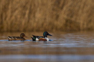 Wall Mural - Pair of Shoveler (Anas clypeata) swimming on a lake on the Somerset Levels in Somerset, United Kingdom.       