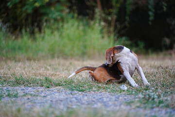 Wall Mural - An adorable beagle dog is scratching its body on the grass field.